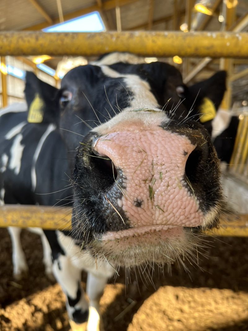 カメラに鼻を近づけるホルスタイン